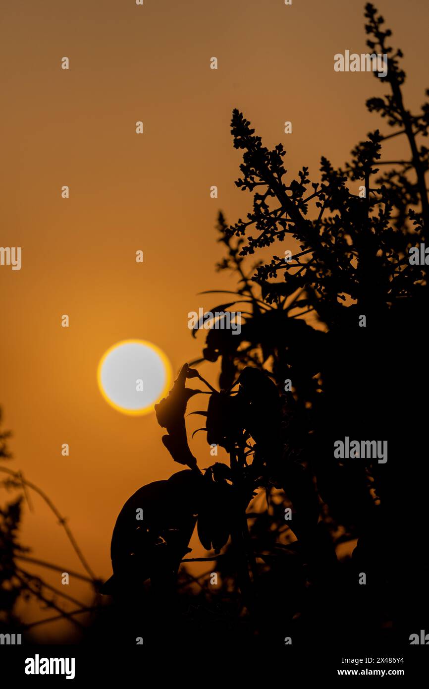 Découvrez la splendeur de la nature avec un coucher de soleil vibrant projetant une teinte orange sur la ville de Dehradun, Uttarakhand, Inde. L'envoûtement du paysage de nuages complète la Banque D'Images