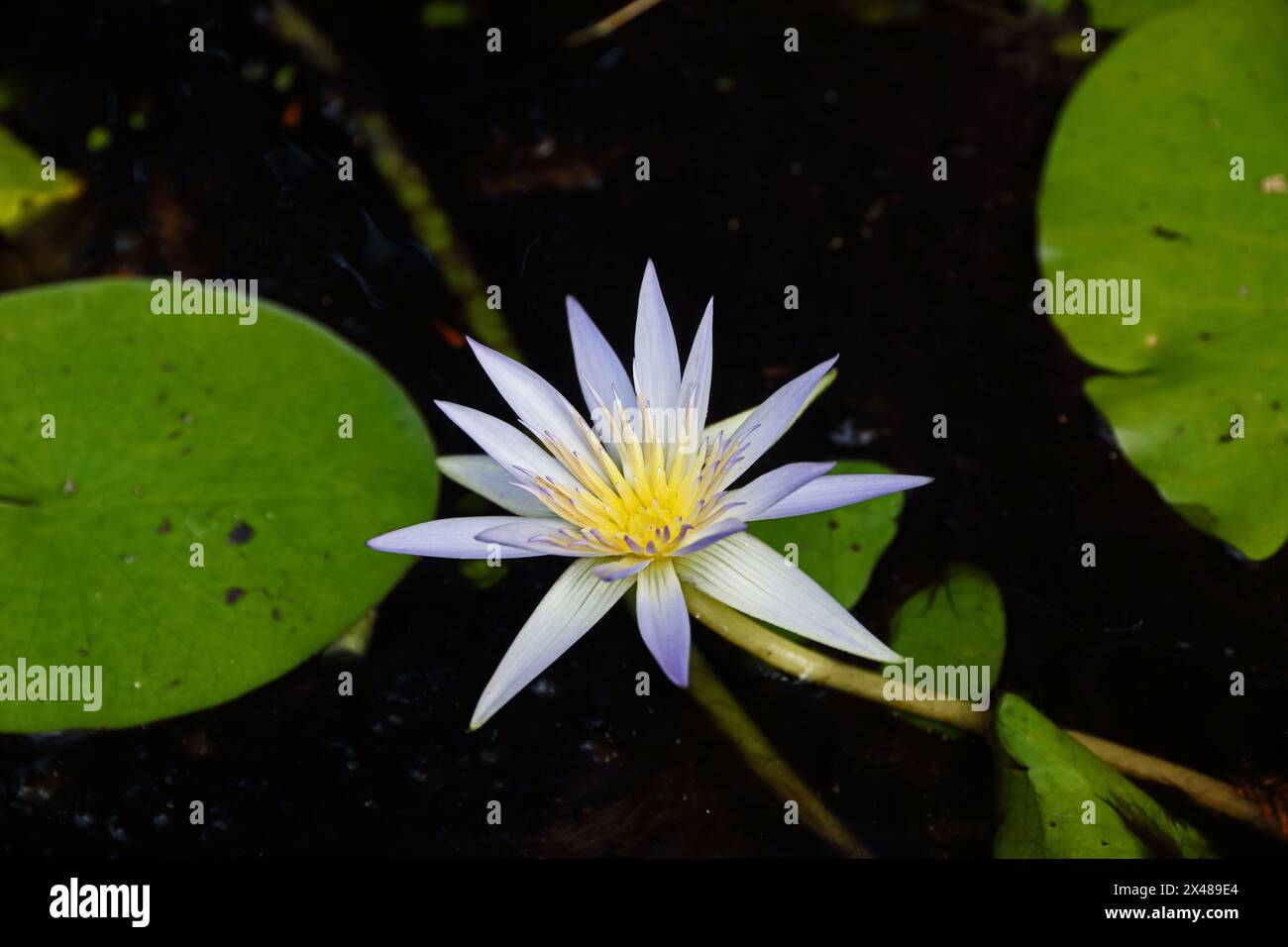 Fleur de nénuphar blanc Banque D'Images
