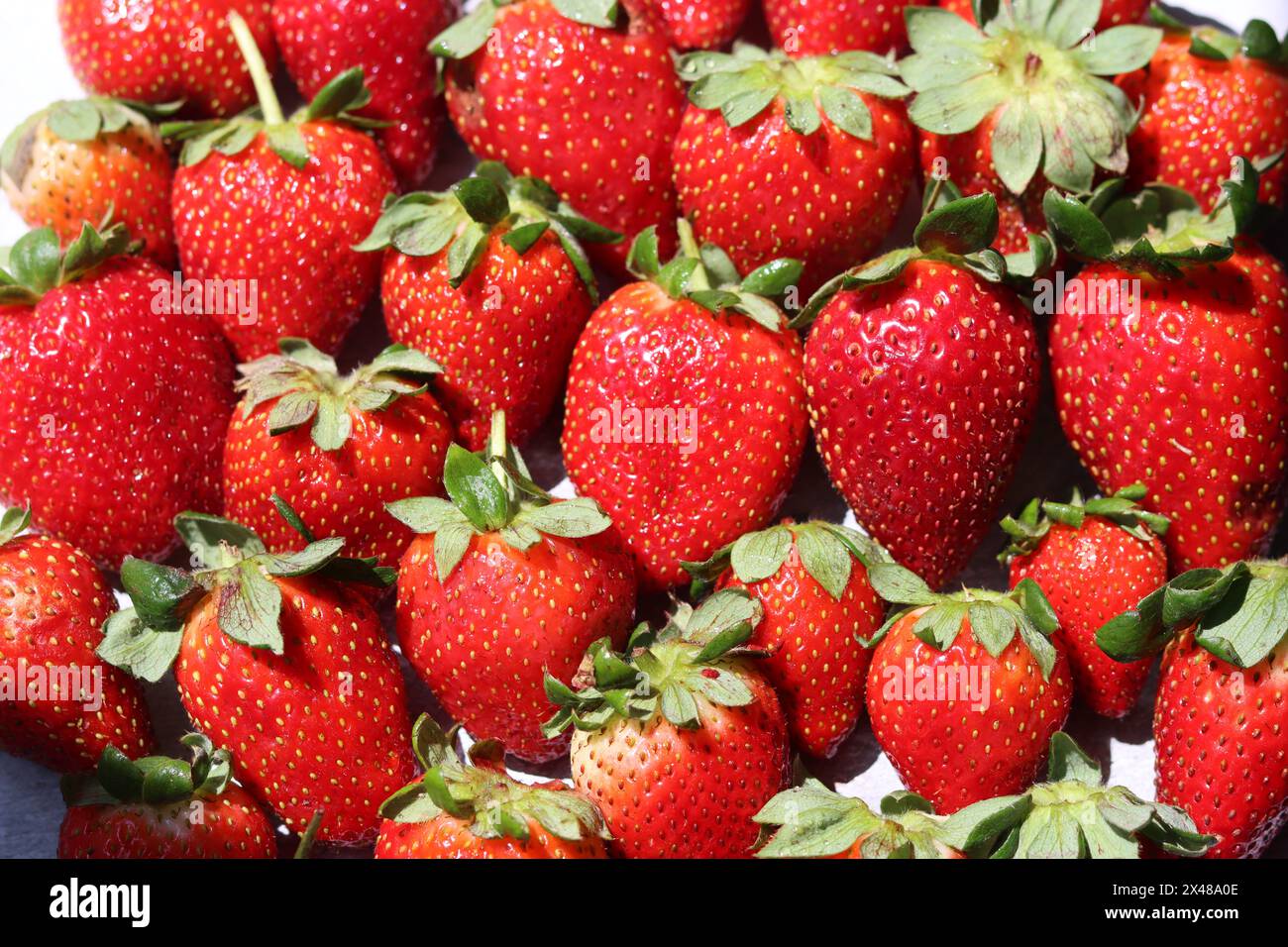 Fond rouge de fraises mûres. Texture fraise gros plan photo. Baies biologiques fraîches macro. Manger un concept frais. Banque D'Images