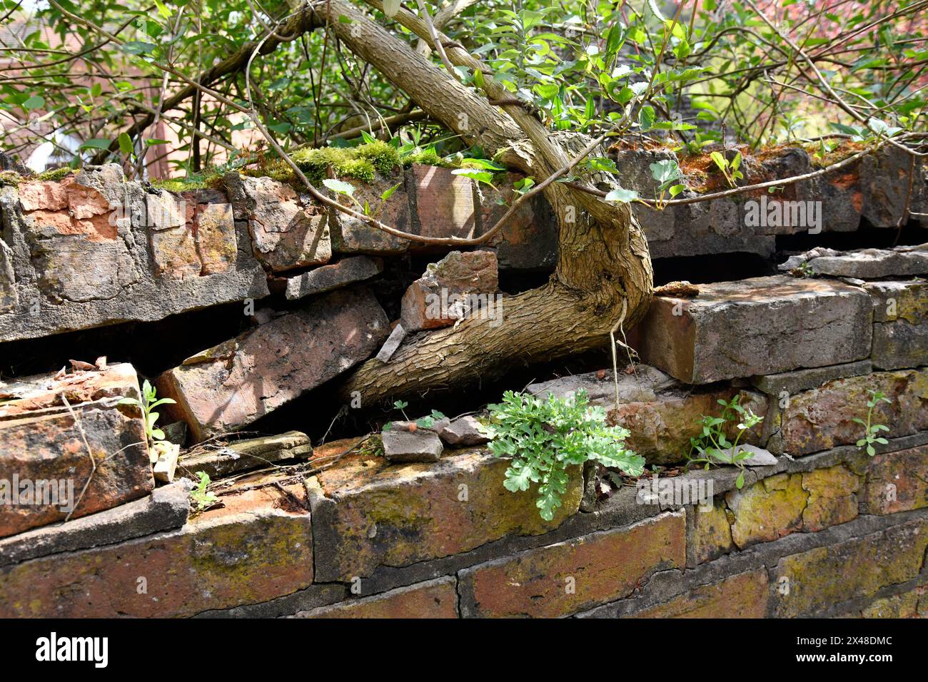 Vieux mur de briques endommagé par des racines d'arbres poussant dans la brique, Grande-Bretagne, Royaume-Uni Banque D'Images