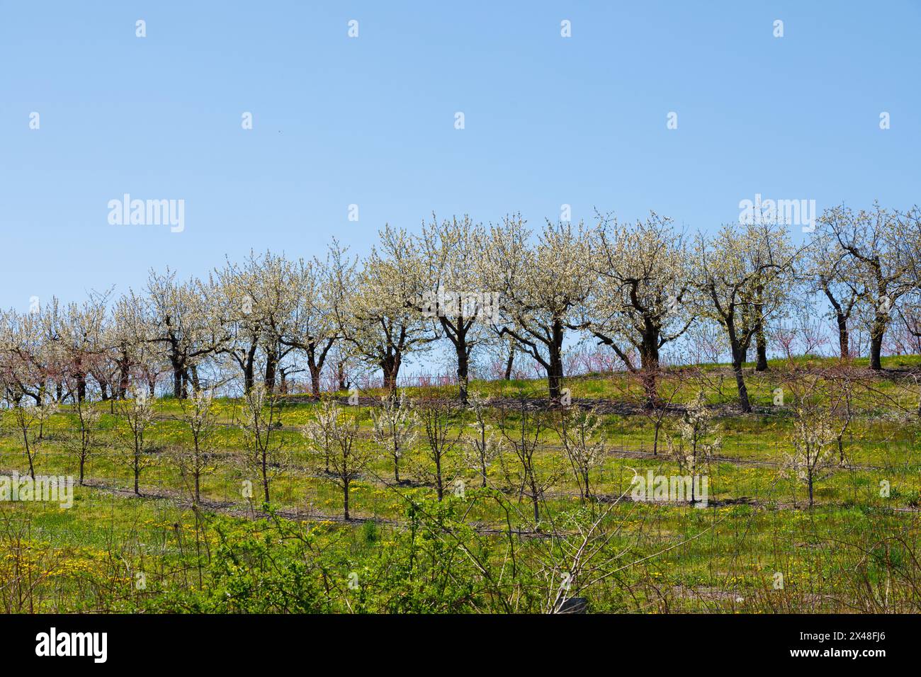 Un verger de pommiers en fleurs, Columbia, comté, État de New York. Banque D'Images