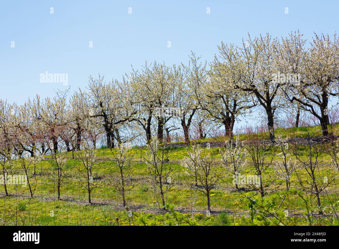 Un verger de pommiers en fleurs, Columbia, comté, État de New York. Banque D'Images