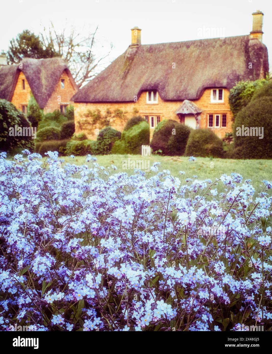 Fleurs bleues en face du cottage Cotswold dans le village endormi de Great Tew dans l'Oxfordshire. Banque D'Images