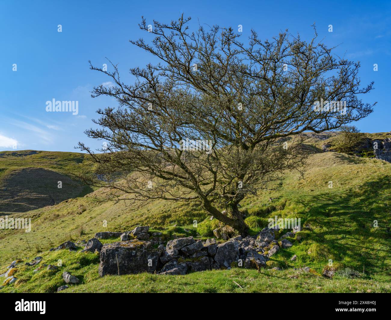 Un seul aubépine poussant sur un site printanier de Herbert's Quarry dans les Brecon Beacons South Wales UK Banque D'Images