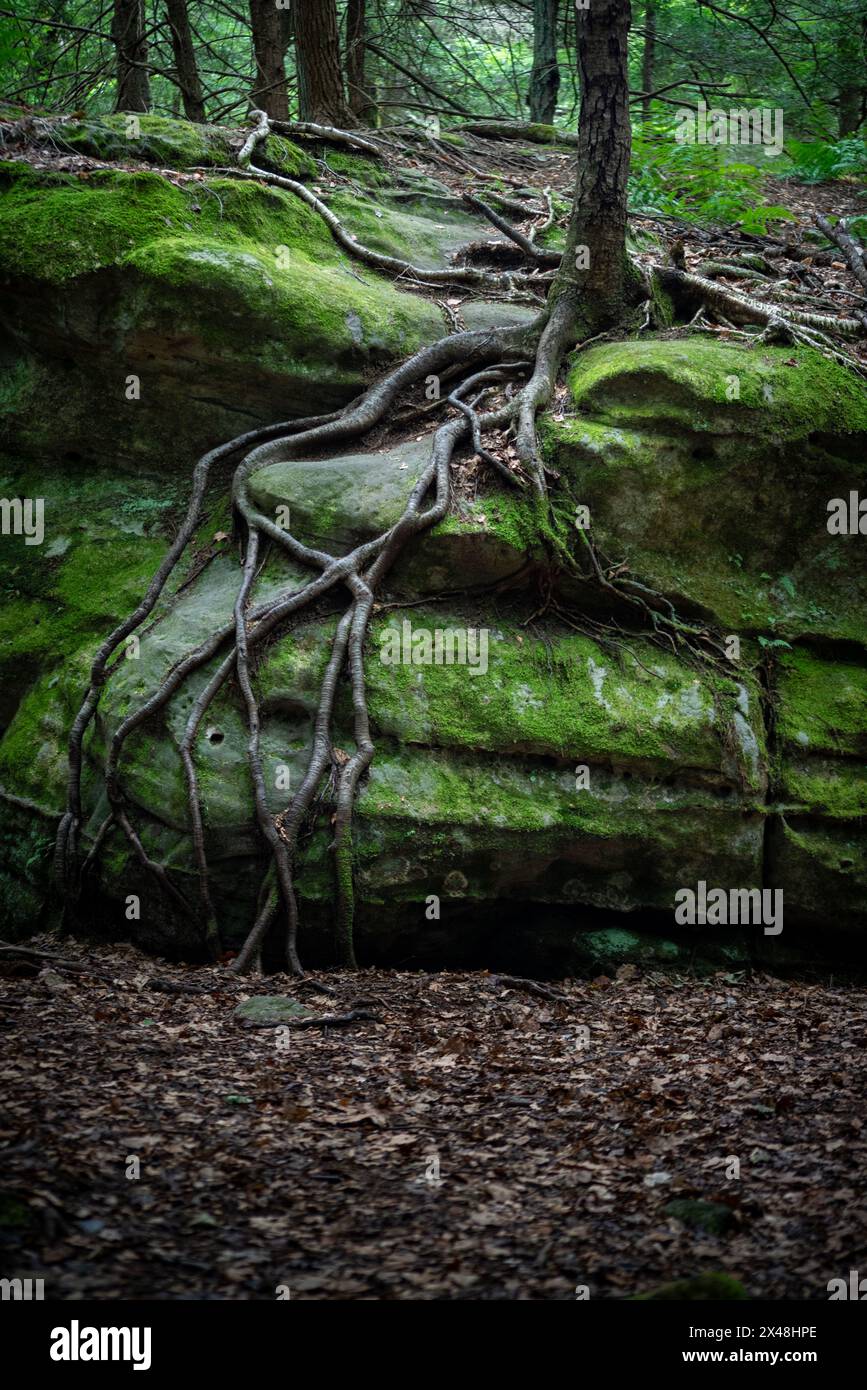 Un bouleau noir a persisté sur la roche exposée en envoyant des racines au plancher forestier en dessous. Banque D'Images