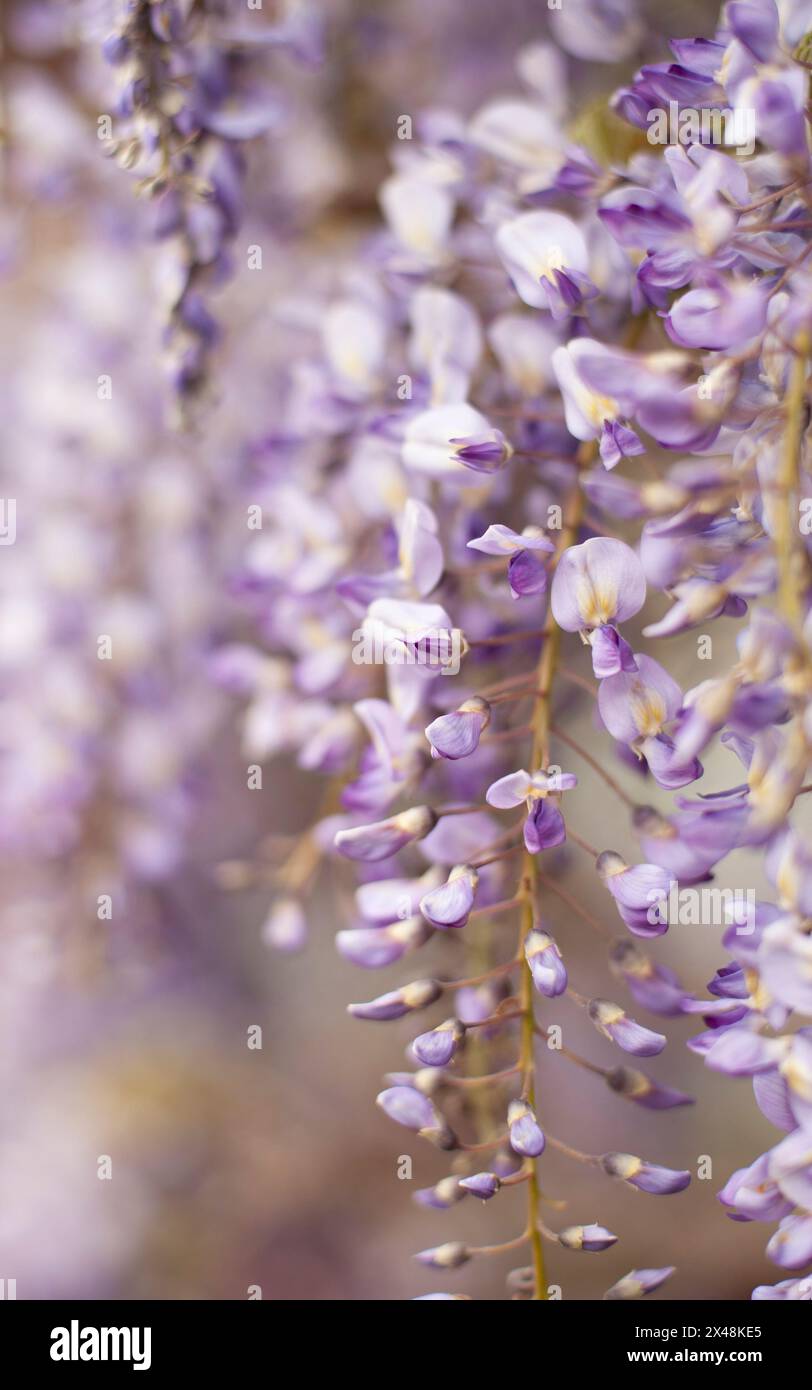 Fleurs de wisteria violettes en mai, gros plan, couleur sourde, fond doux Banque D'Images