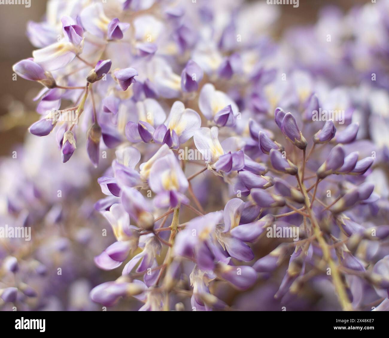 Fleurs de wisteria violettes en mai, gros plan, couleur sourde, fond doux Banque D'Images