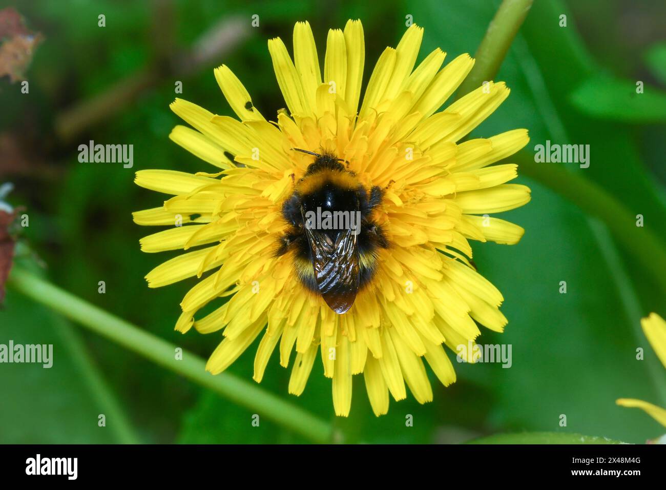 Une reine primitive des bourdons (Bombus pratorum) reposant soigneusement au centre d'un pissenlit. Tunstall Hills, Sunderland, Royaume-Uni Banque D'Images
