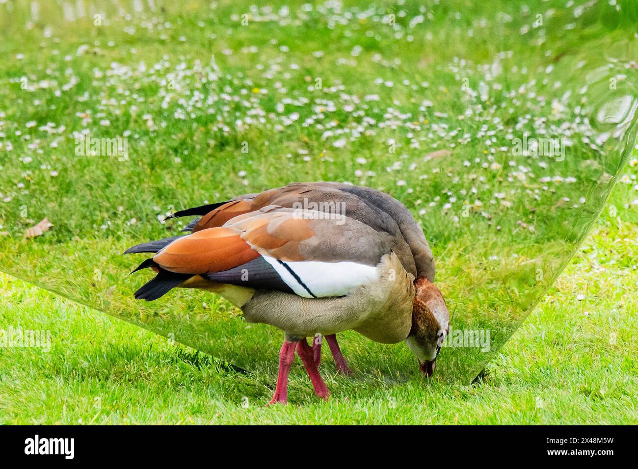 Londres, Royaume-Uni. 1er mai 2024. Un canard ou une oie est fasciné par notre Botanic Selves (Tumeric), 2024 - Marc Quinn : Light into Life at Kew Gardens. Une nouvelle exposition d'œuvres flambant neuves, y compris des installations extérieures et des sculptures à l'intérieur de la maison tempérée inspirée de la collection de plantes de Kew. L'exposition se déroule du samedi 4 mai au dimanche 29 septembre. Crédit : Guy Bell/Alamy Live News Banque D'Images