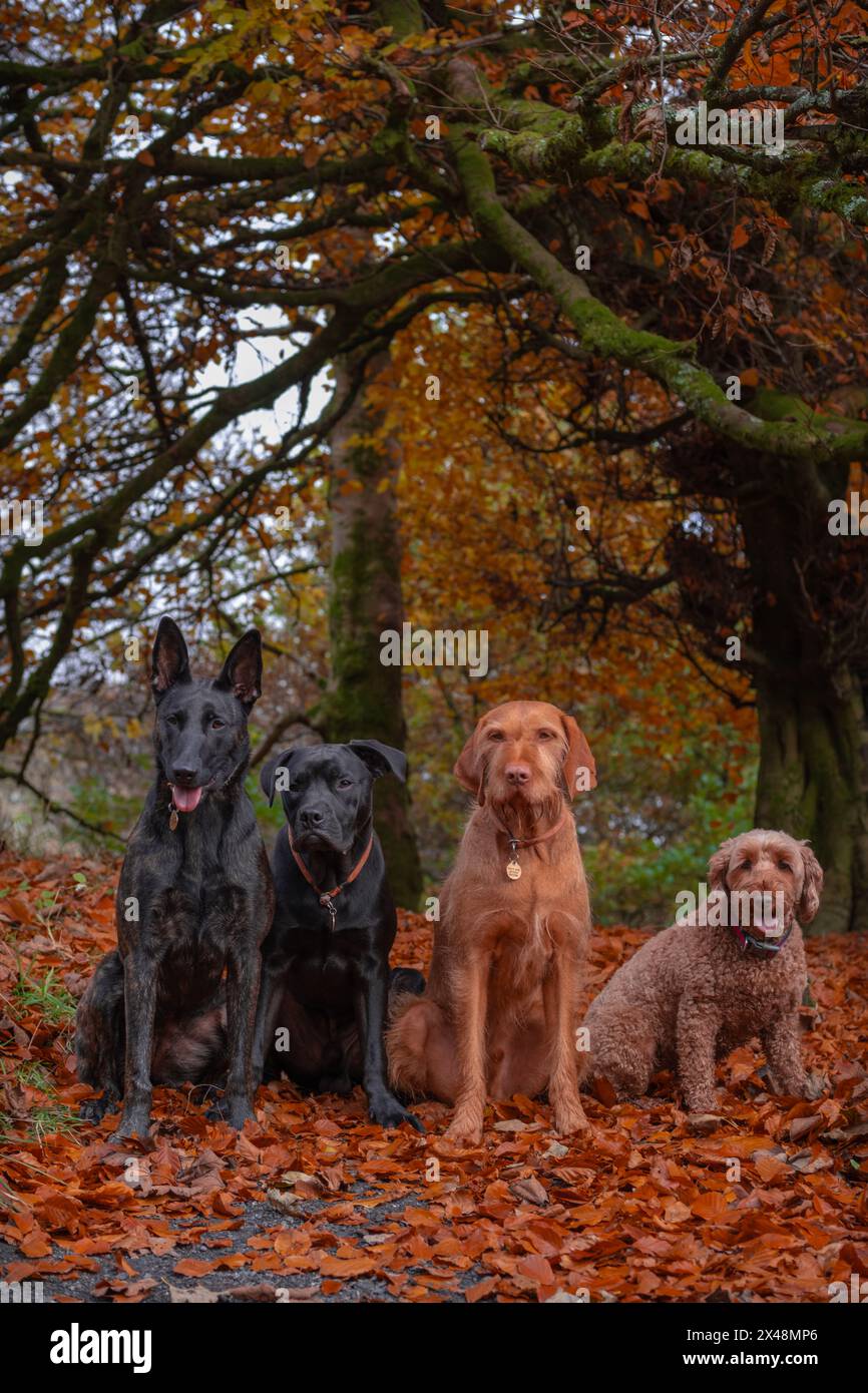 Quatre chiens à la promenade dans la forêt écossaise entouré de couleurs d'automne. Banque D'Images