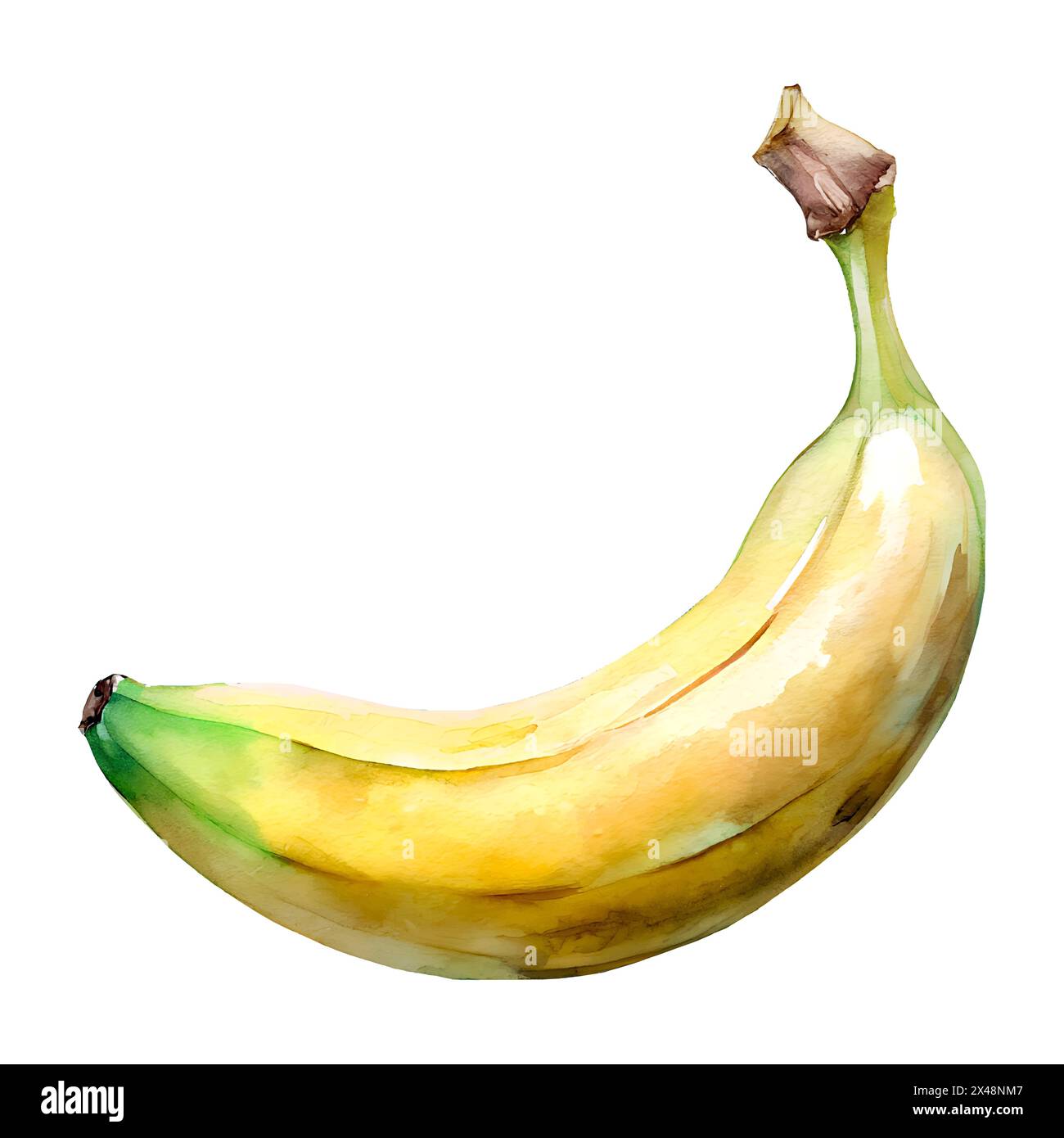 Aquarelle banane isolé sur fond blanc. Illustration vectorielle Illustration de Vecteur