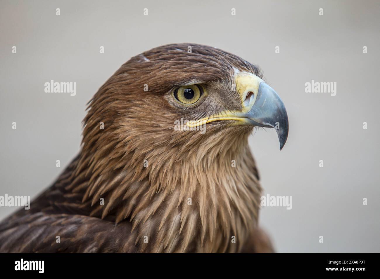 Portrait d'un aigle Banque D'Images