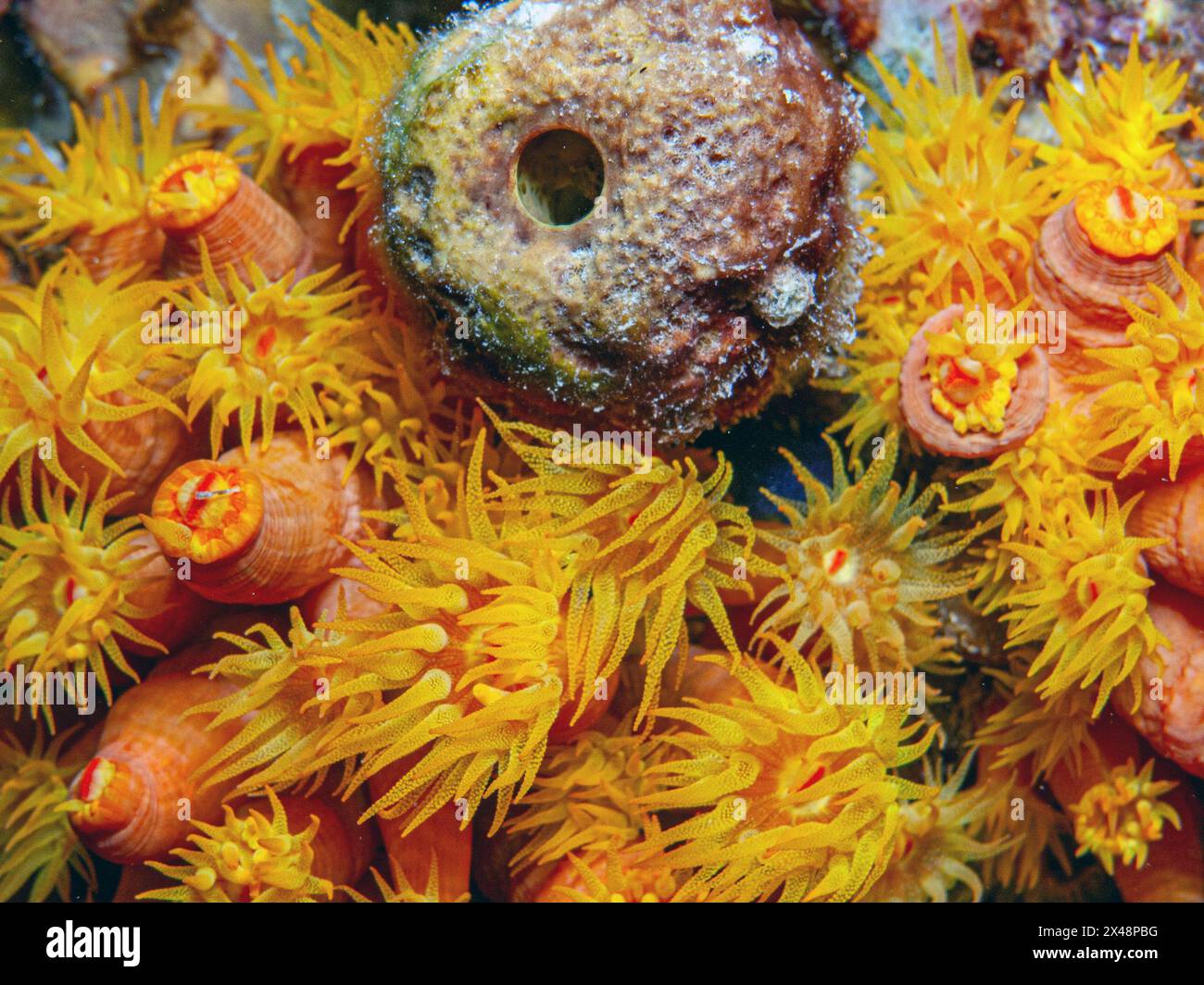 Tasse Orange,corail Tubastraea coccinea,appartient à un groupe de coraux connu comme grand-polyp coraux durs Banque D'Images