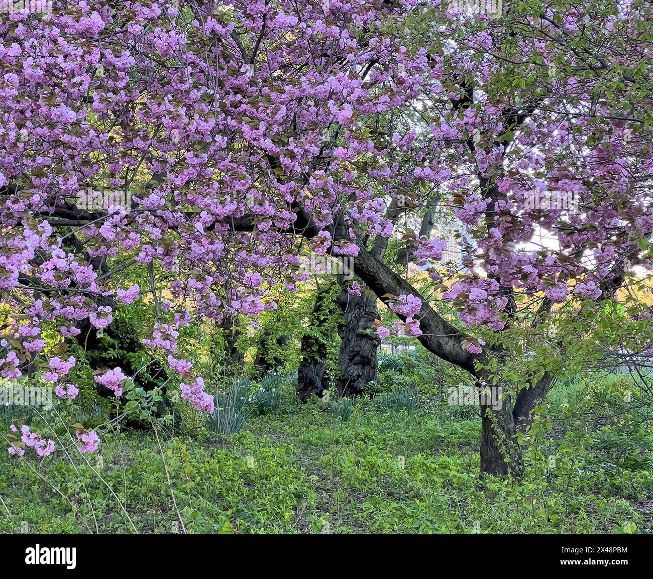 Cerisier japonais en fleurs au début du printemps dans Central Park, New York City Banque D'Images
