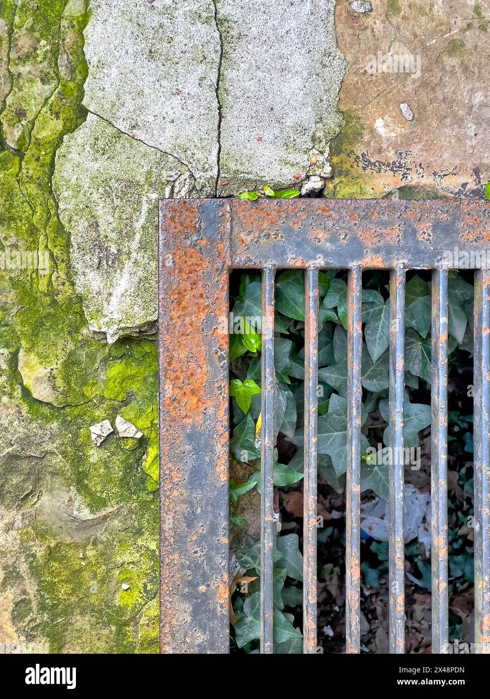 New York City couverture de drain avec des plantes essayant de grandir à partir du sous-sol Banque D'Images