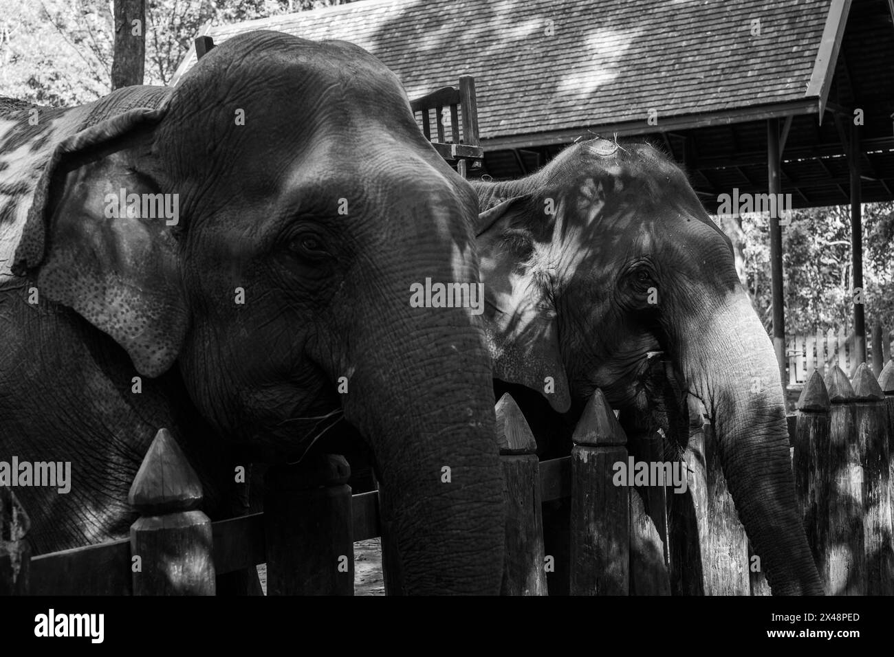 Portrait d'un éléphant d'Asie pris à Luang Prabang, en Asie du Sud-est. Banque D'Images