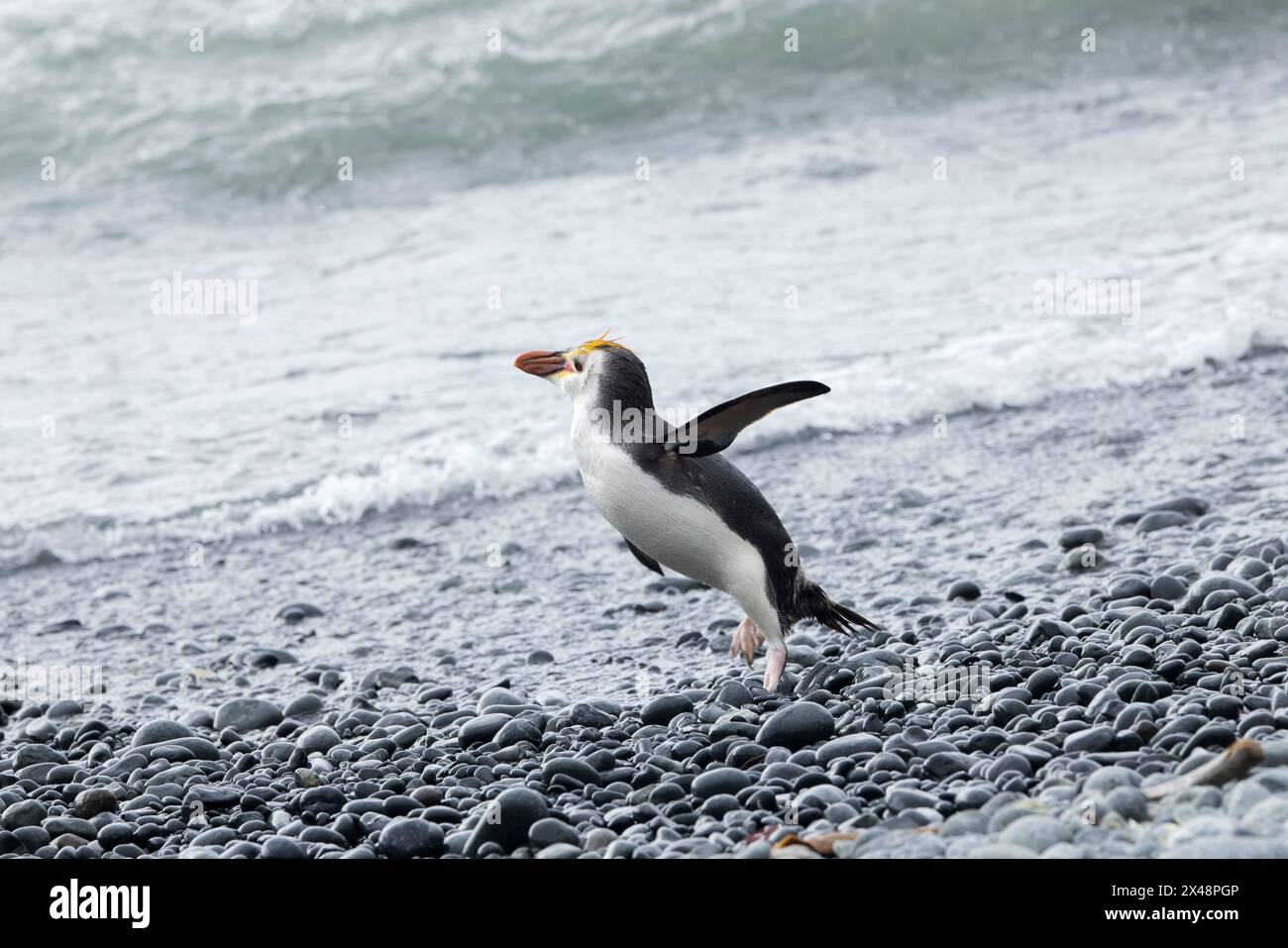 Manchot royal (Eudyptes schlegeli) sur l'île subantarctique de Macquarie en Australie Banque D'Images