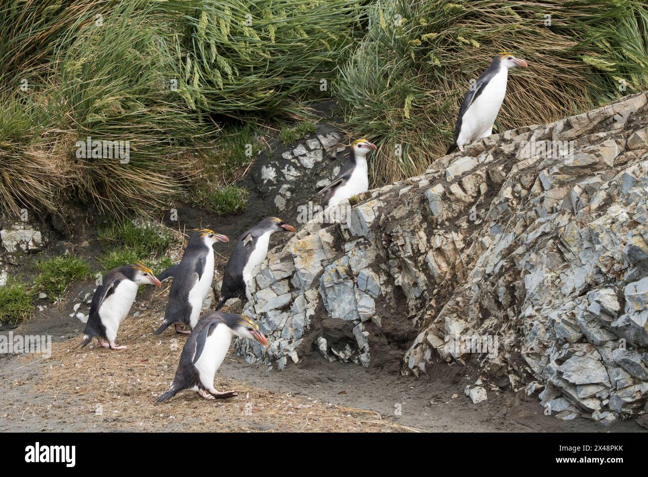 Manchot royal (Eudyptes schlegeli) sur l'île subantarctique de Macquarie en Australie Banque D'Images