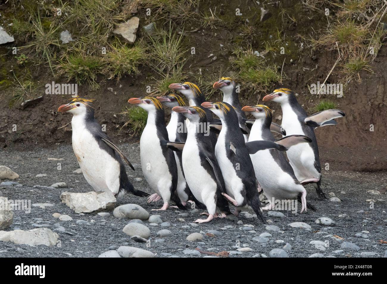 Manchot royal (Eudyptes schlegeli) sur l'île subantarctique de Macquarie en Australie Banque D'Images