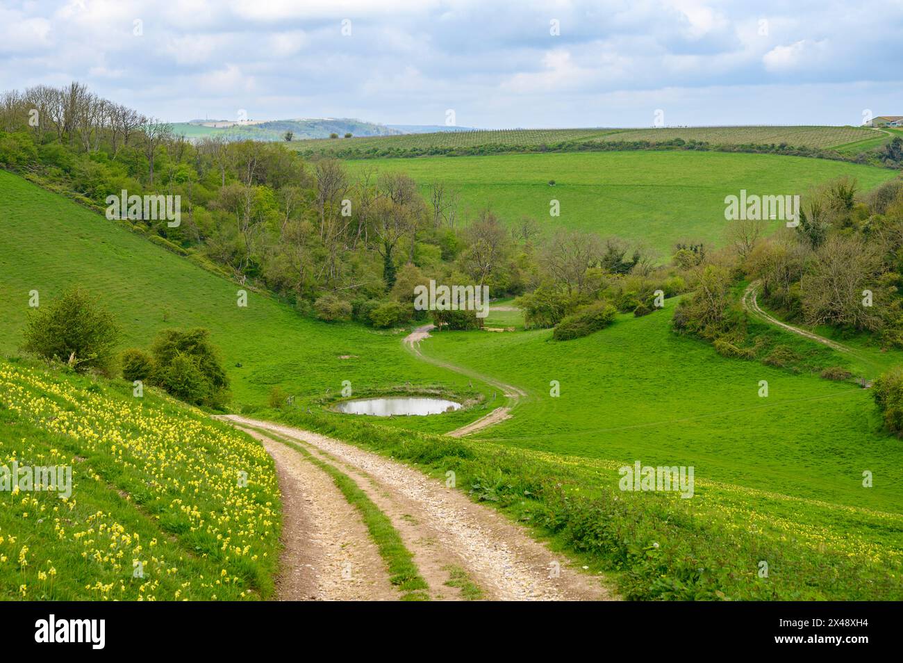 Une route de gravier descend une colline et passe devant un étang de rosée dans la vallée verdoyante du parc national de South Downs près d'Amberley dans le West Sussex, en Angleterre. Banque D'Images