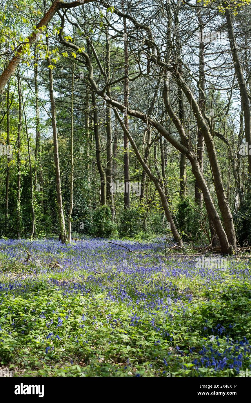 Bluebells dans High Woods Country Park, Colchester, Essex, Royaume-Uni Banque D'Images