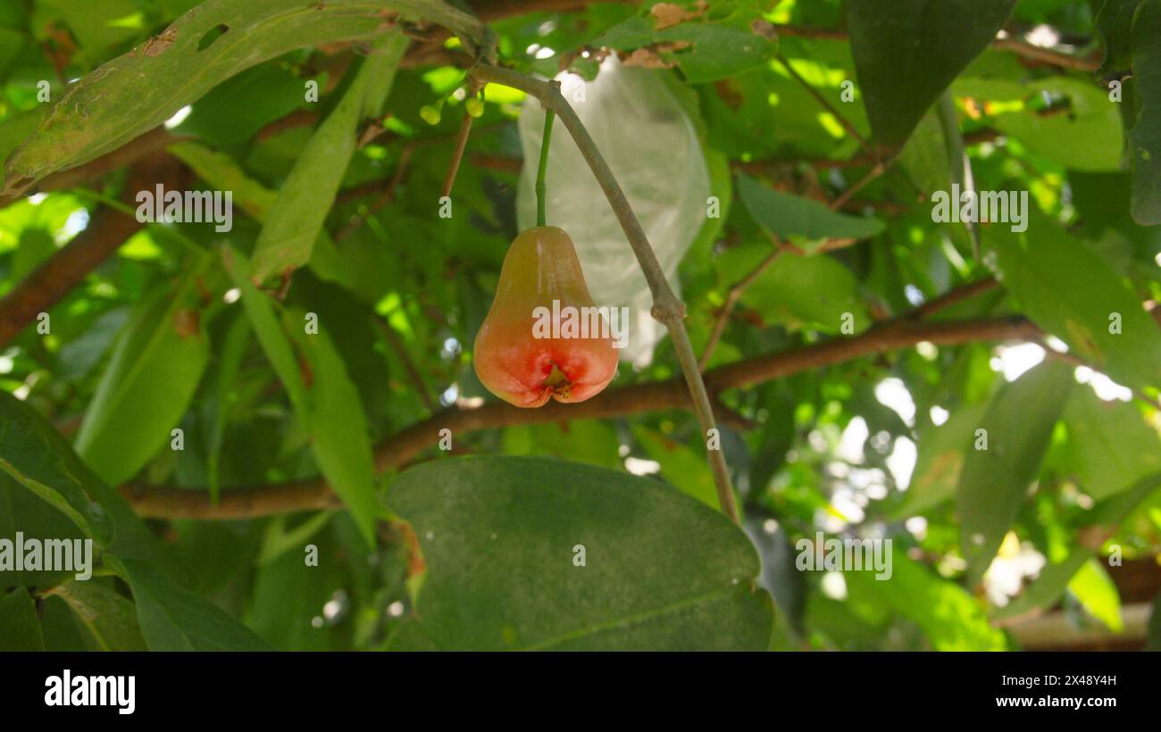 Ripe Thong samsi goyave d'eau avec une couleur rouge vif et des feuilles luxuriantes Banque D'Images