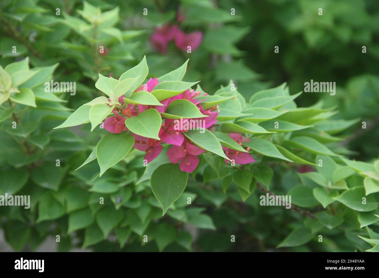 Les fleurs de bougainvilliers fleurissent magnifiquement en été en Indonésie Banque D'Images