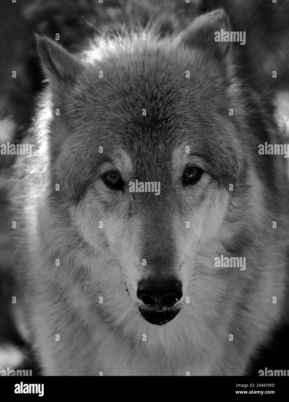 1/29/24, Naples, Floride, États-Unis Coyote exposé au centre d'éducation et de recherche Shy Wolf Sanctuary, Naples, Floride, États-Unis. Crédit : Jennifer Graylock-Alamy News Banque D'Images