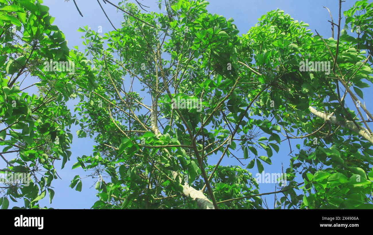 Levez Brasiliansis ou vieil arbre à caoutchouc avec des feuilles vertes et luxuriantes Banque D'Images