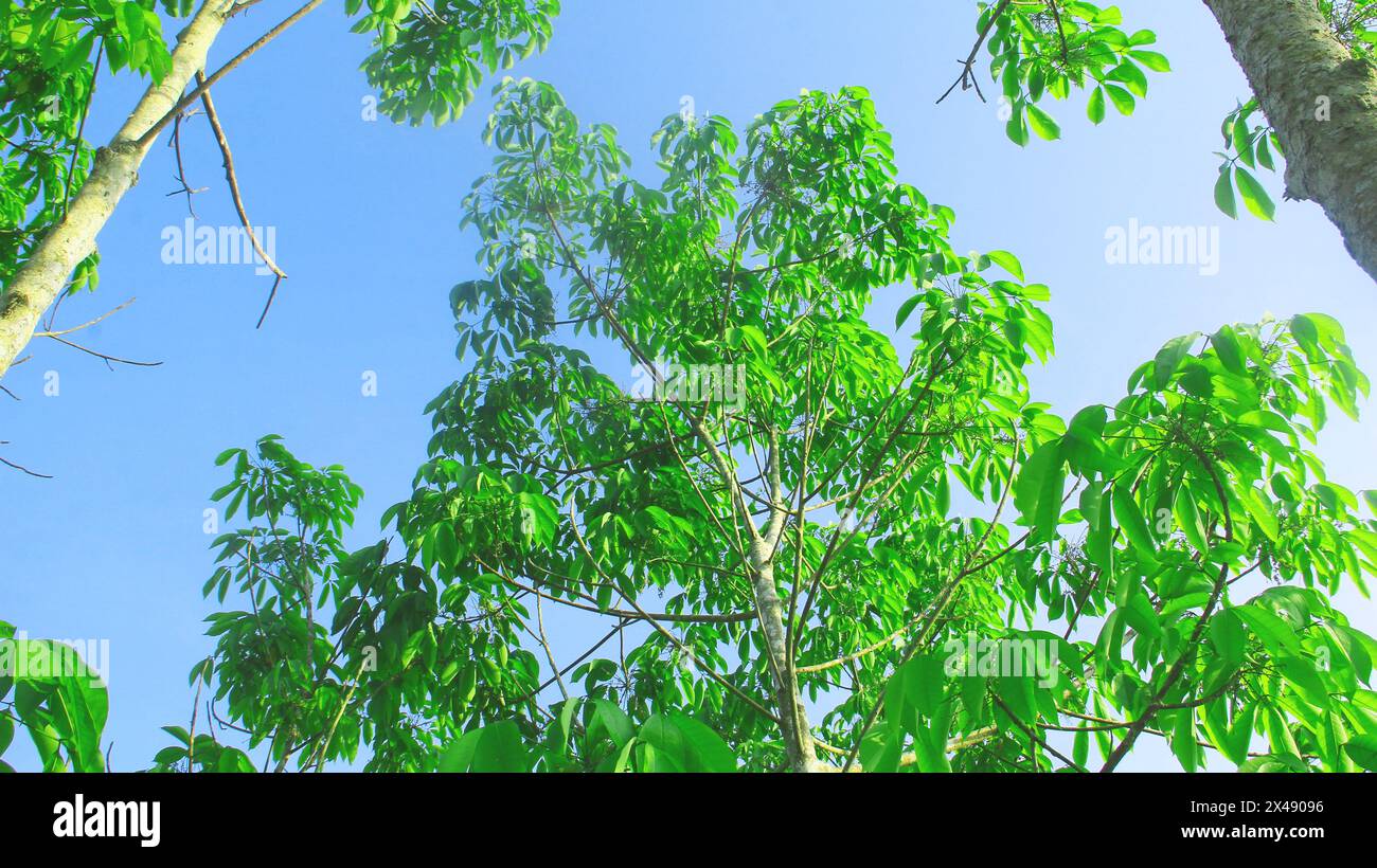 Levez Brasiliansis ou vieil arbre à caoutchouc avec des feuilles vertes et luxuriantes Banque D'Images