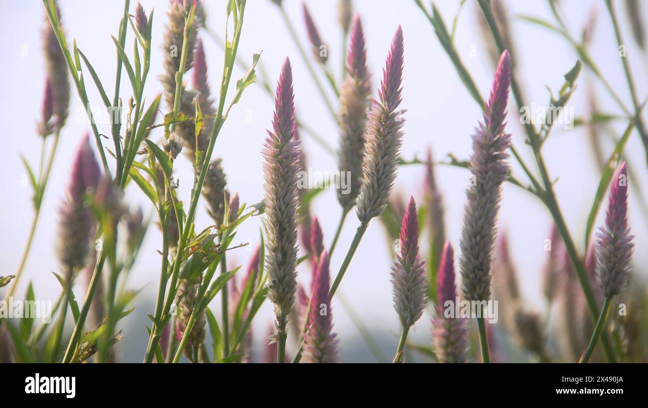 Fleurs d'herbe et de plantes sauvages qui fleurissent magnifiquement le matin Banque D'Images
