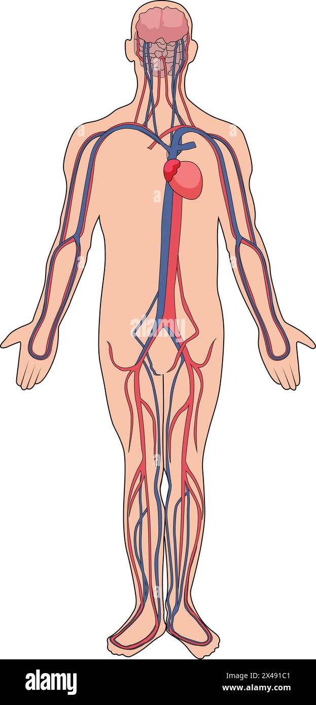 Système de vaisseaux sanguins humains Illustration de Vecteur
