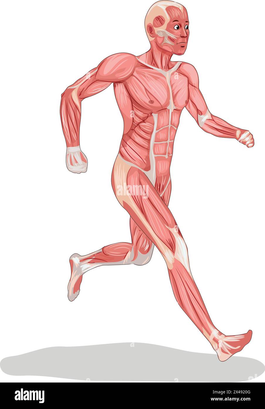 Illustration d'antomie humaine montrant le système nerveux Illustration de Vecteur