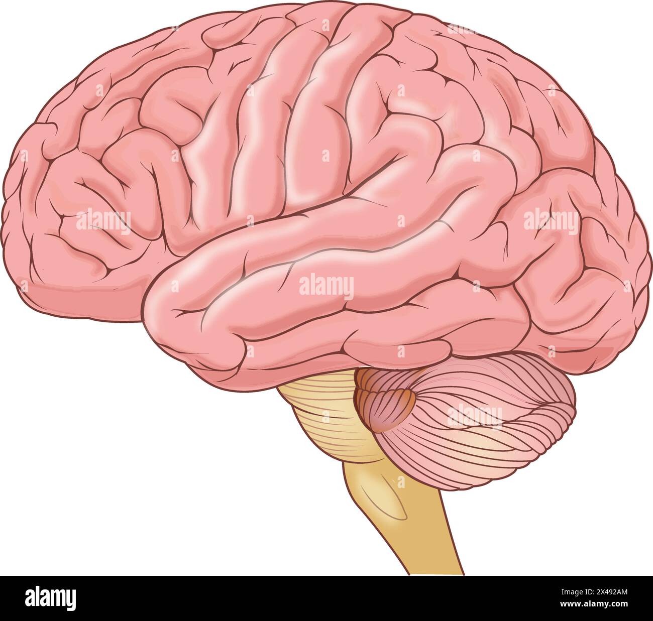 L'anatomie du cerveau humain Illustration de Vecteur
