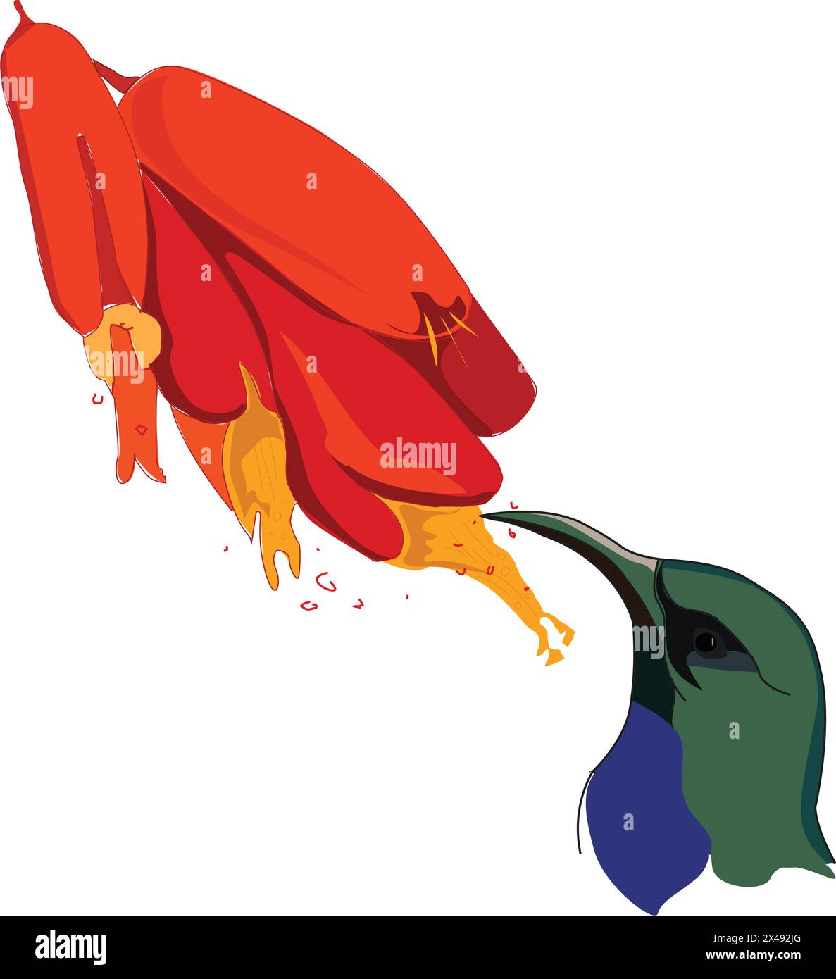 Bec de colibri Illustration de Vecteur