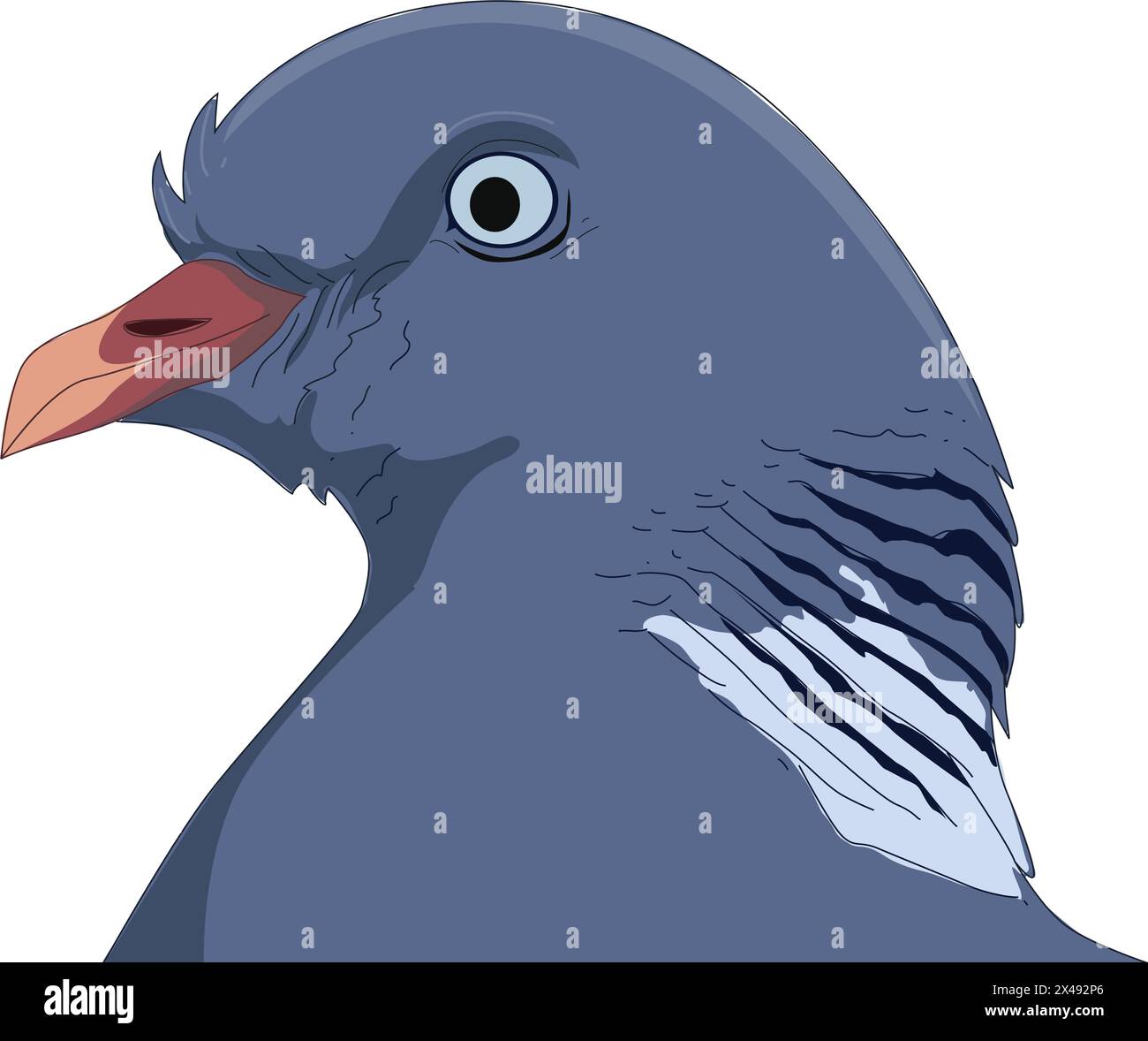 Pigeon urban bird wildlife Banque d'images vectorielles - Alamy