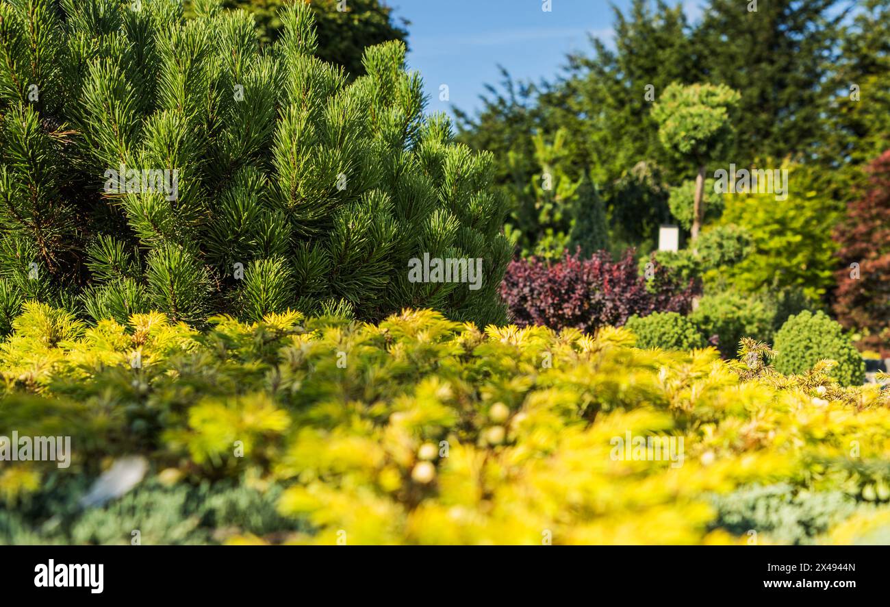 Magnifique jardin de rocaille plein de plantes de pin Close up photo. Banque D'Images