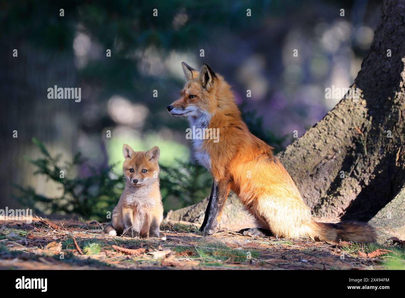 Portrait de mère renard roux et son bébé dans la forêt, Canada Banque D'Images