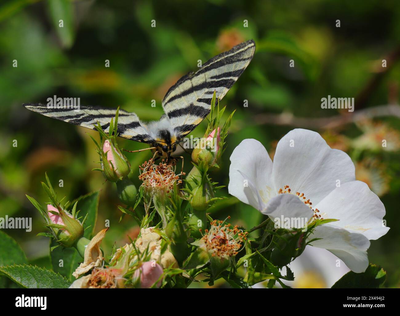 Rare Swallowtail - Iphiclides podalirius. Aperçu Oeiras, Portugal. Vue panoramique. Perché sur un rosier de chien. Banque D'Images