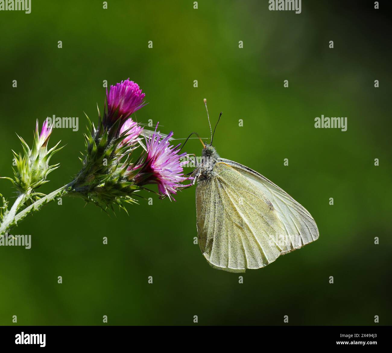 Grand papillon blanc - Pieris brassicae, également connu sous le nom de papillon de chou se nourrissant d'un chardon violet en pleine floraison. Oeiras, Lisbonne, Portugal Banque D'Images