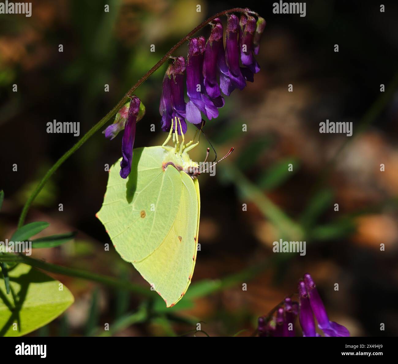 Un papillon Brimstone - Gonepteryx rhamni se nourrit de laine fraîche Vetch - Vicia eriocarpa. Printemps, Oeiras, Portugal. Banque D'Images