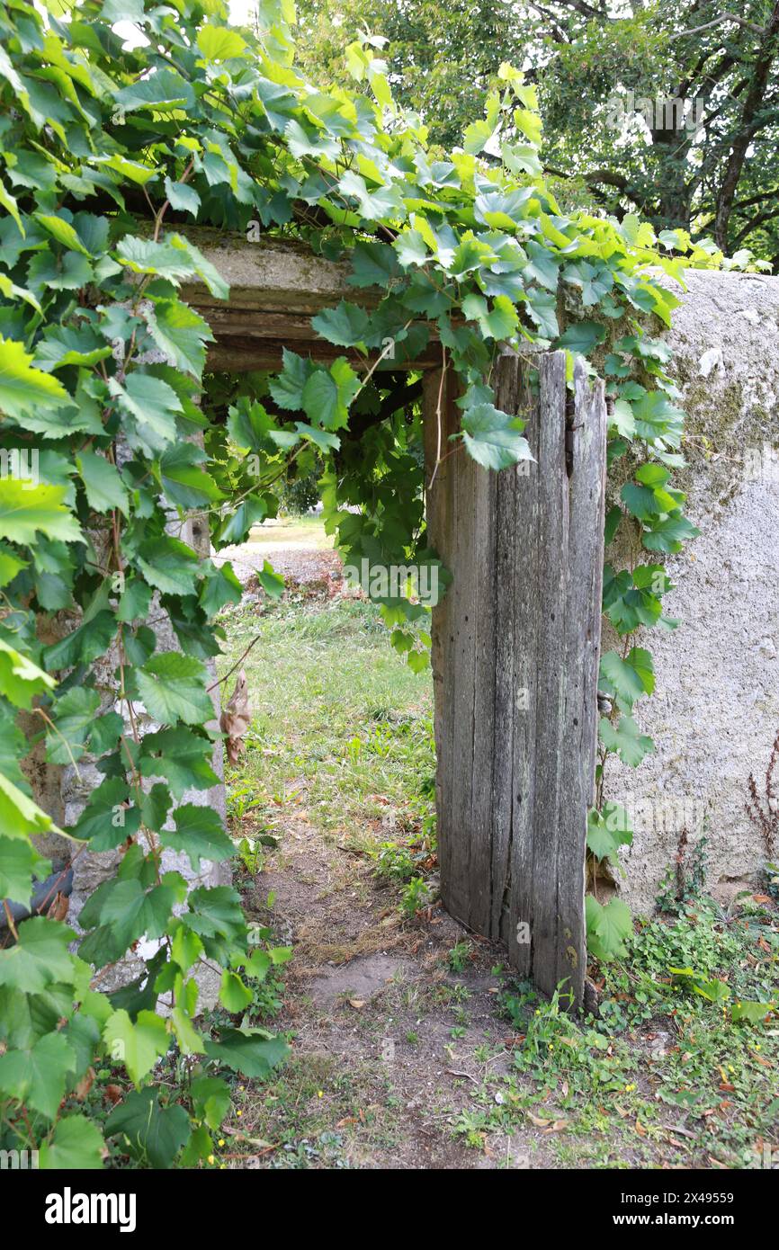 Une vieille porte en bois dans un mur avec une vigne envahie, France. Banque D'Images
