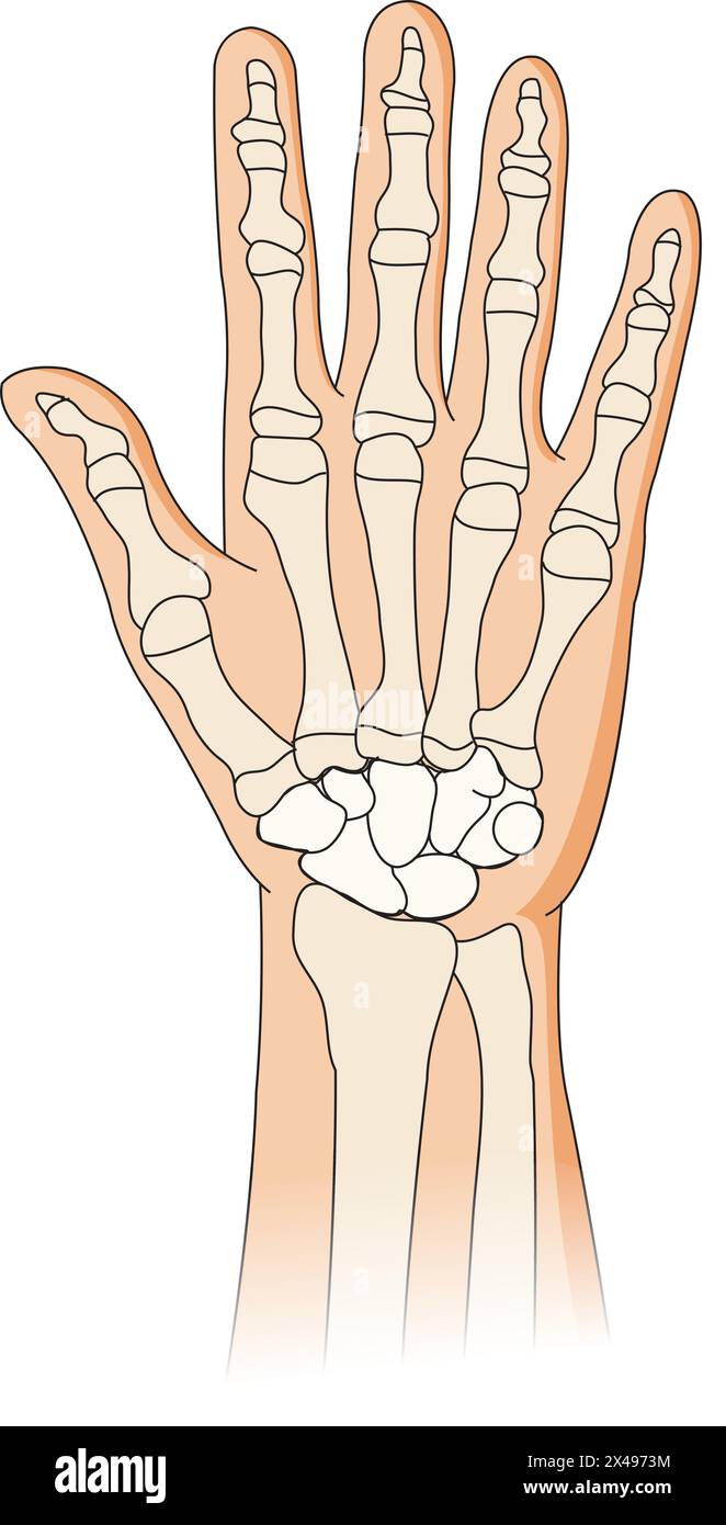 Illustration montrant les articulations et les os des mains Illustration de Vecteur