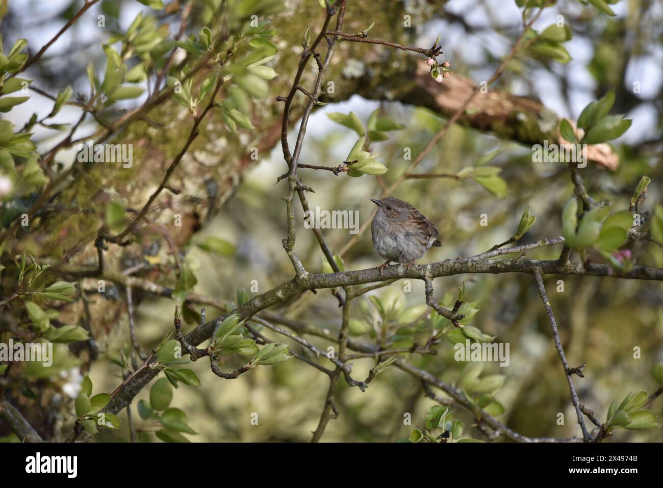 Dunnock (Prunella modularis) perché sur la branche horizontale, à droite de l'image, face à la tête tournée vers la gauche, prise en avril au pays de Galles, Royaume-Uni Banque D'Images