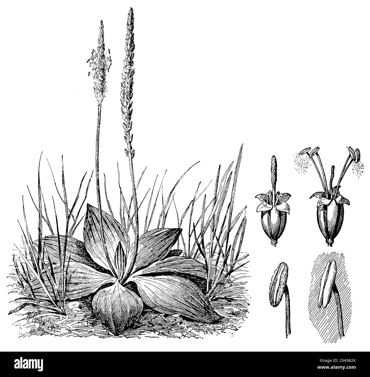 Banane plantain, à droite : en haut : fleur plus jeune (gauche) et plus ancienne (droite), en bas : étamen ouverte (gauche) et fermée (droite), Plantago media, W[alter] Heubach (livre de botanique, 1909), Mittlerer Wegerich, rechts daneben : oben : Jüngere (liens) und geöffnetes (rechts) Blüte, unmoyen : ältere (liens) und geschlossenes (rechts) Staubblatt, plantain : en haut fleur plus jeune (à gauche) et plus vieille (à droite), en bas : étamine ouverte (à gauche) et fermée (à droite) Banque D'Images