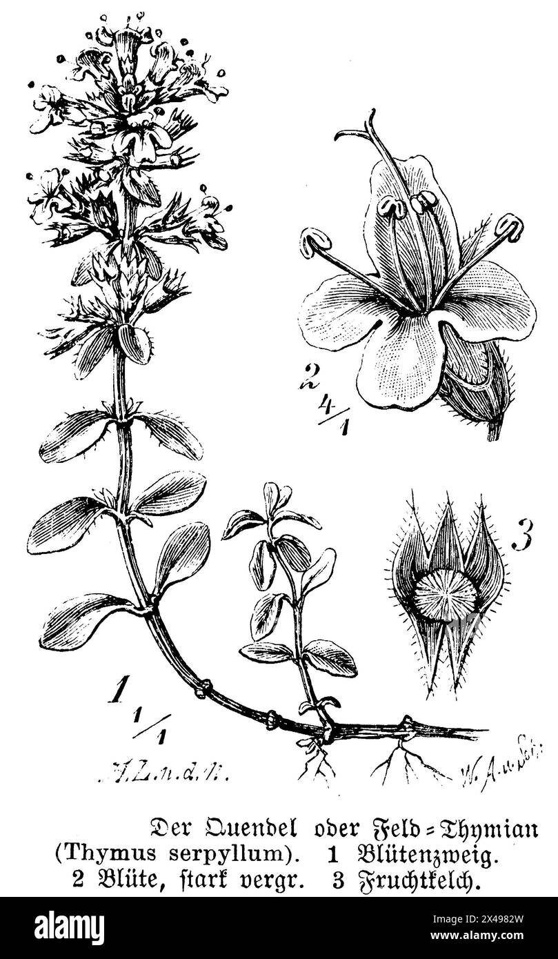 Thym de breckland, Thymus serpyllum, W. A[arland] U. Sohn U. A. l[ütke] n.d.N. (livre de botanique, 1888), Feld-Thymian, Serpolet Banque D'Images