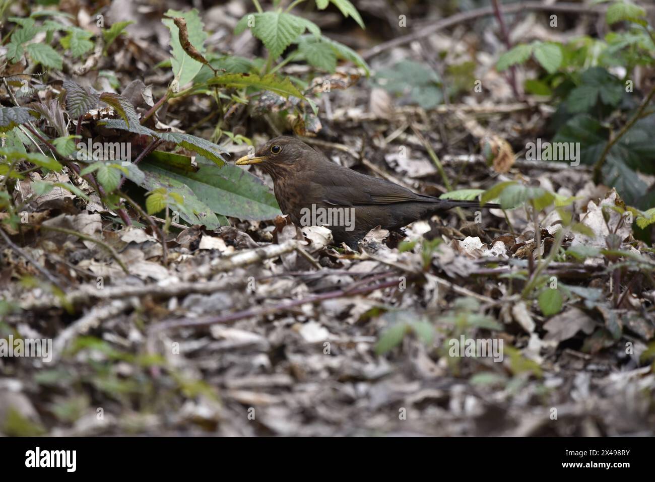 Image en gros plan d'une femelle à Blackbird commun (Turdus merula) debout parmi la litière de feuilles dans le profil gauche avec la tête inclinée écoutant le sol, Royaume-Uni Banque D'Images