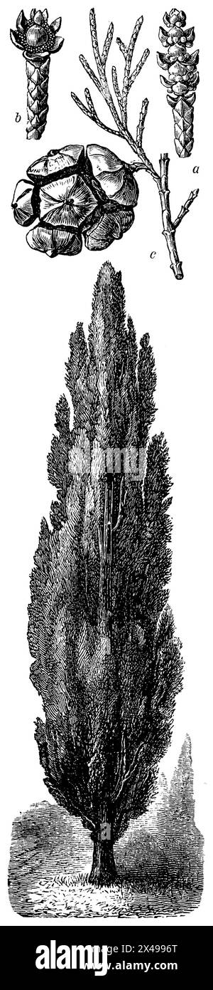 Cyprès italien, a mâle, b femelle fleur, c cône mature, Cupressus sempervirens, (, ), Mittelmeer-Zypresse, a männliche, b weibliche Blüte, c reifer Zapfen, Cyprès commun, a fleur mâle, b fleur femelle, c cône mûr Banque D'Images