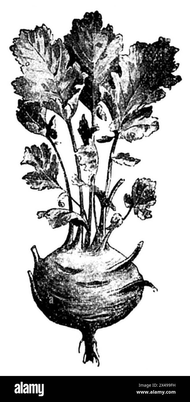 Chou-rave Brassica oleracea var. Gongylodes, (livre de jardin, 1921), Kohlrabi Banque D'Images