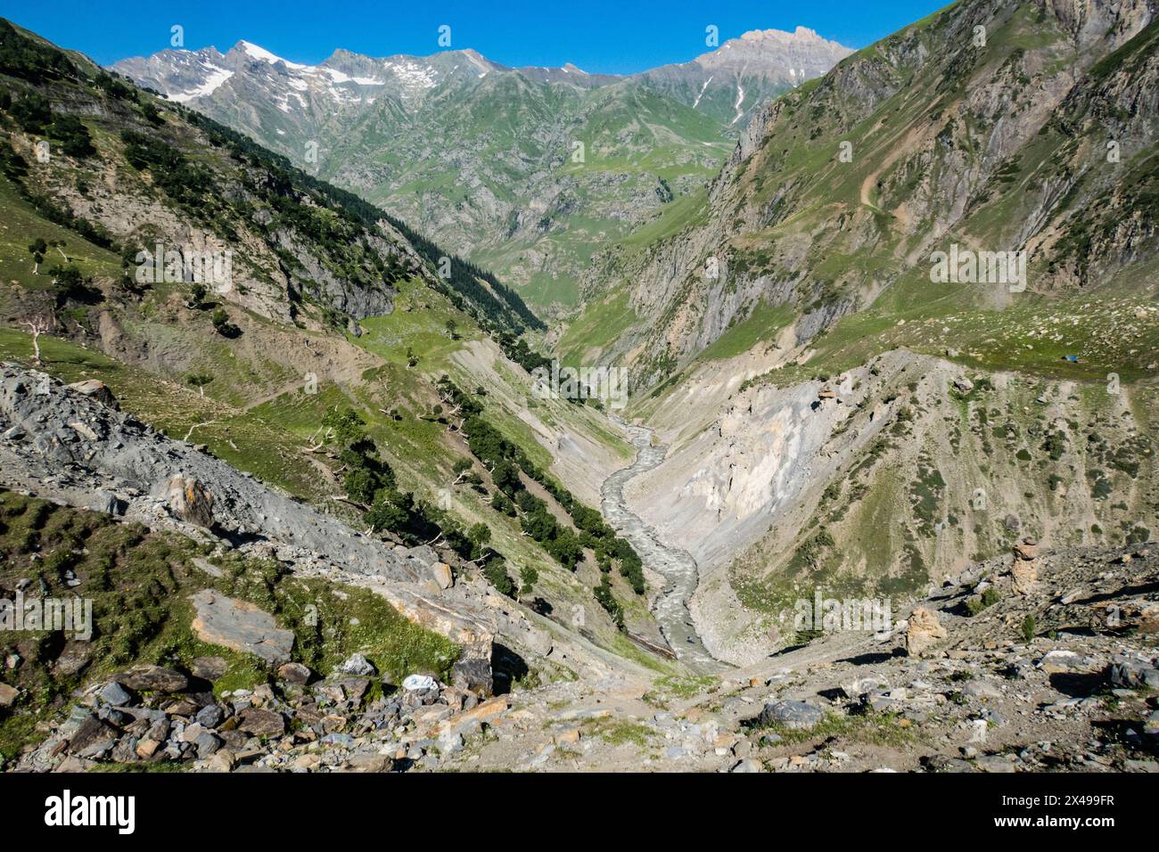 Bouleaux de l'Himalaya (Betula utilis) poussant dans la magnifique vallée de Warwan, au Cachemire, en Inde Banque D'Images
